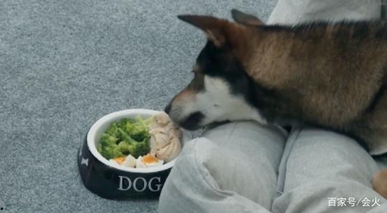 明星 狗 食物,揭秘明星家的狗狗专用美食
