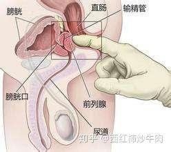 如何按摩前列腺视频