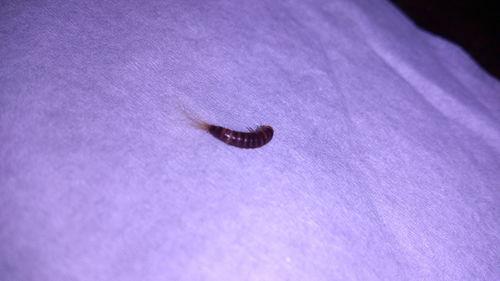 小孩头上长虫子视频,小孩头上惊现虫子，家长紧急应对