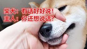 老公是老婆的主人,老公是老婆的主人的现代解读