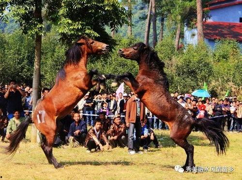 2017最新斗马视频,激情四溢的竞技盛宴