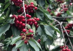 东北明星大樱桃,甜蜜滋味，樱桃红了！