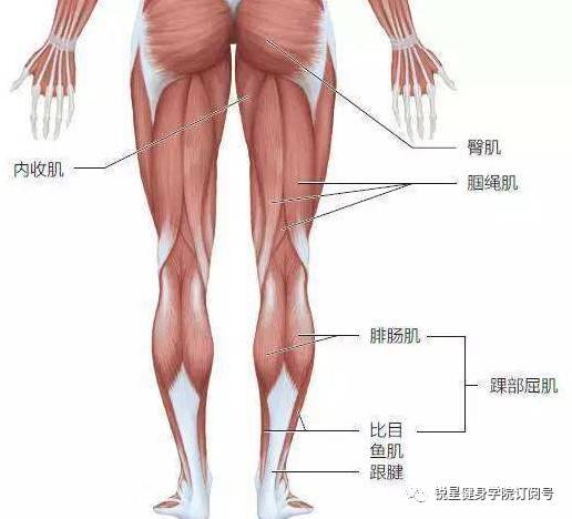 日本 绳与肌,探寻日本传统健身文化的奥秘
